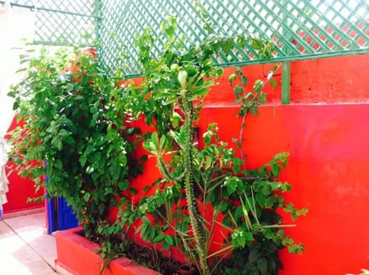 مراكش Riad Green Lotus المظهر الخارجي الصورة