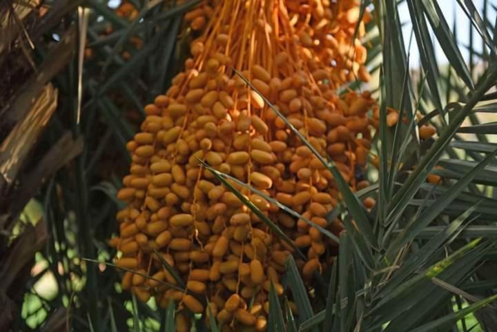 مراكش Riad Green Lotus المظهر الخارجي الصورة