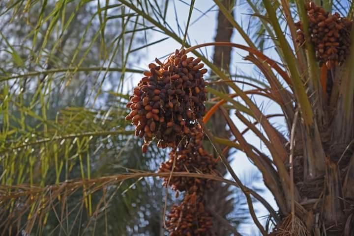 مراكش Riad Green Lotus المظهر الخارجي الصورة